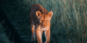 A puma at large